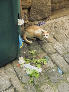  mercedes ln2 1124af expedition truck