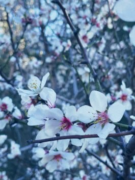  mercedes ln2 1124af expedition truck