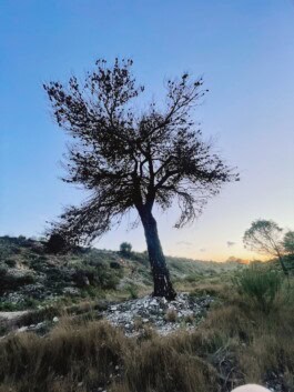  mercedes ln2 1124af expedition truck