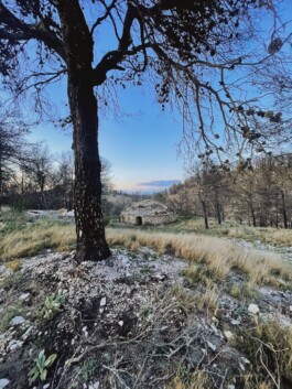  mercedes ln2 1124af expedition truck