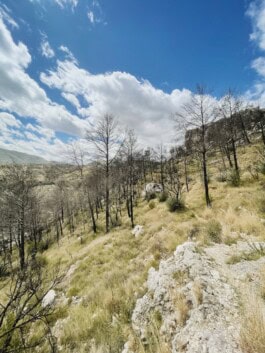  mercedes ln2 1124af expedition truck