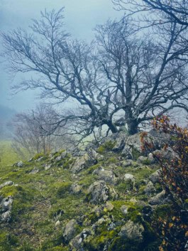 mercedes ln2 1124af expedition truck