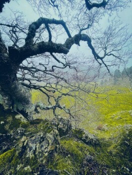 mercedes ln2 1124af expedition truck