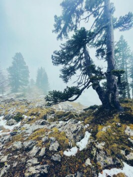 mercedes ln2 1124af expedition truck