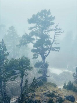 mercedes ln2 1124af expedition truck