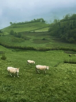 mercedes ln2 1124af expedition truck