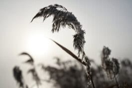 mercedes ln2 1124af expedition truck