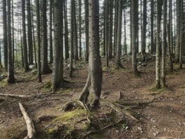 mercedes ln2 1124af expedition truck