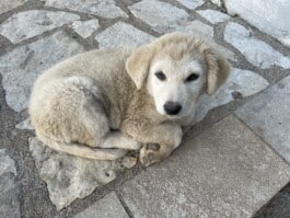 mercedes ln2 1124af expedition truck