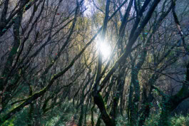 mercedes ln2 1124af expedition truck