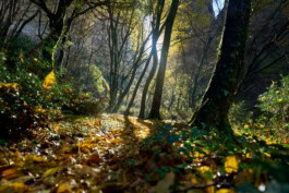 mercedes ln2 1124af expedition truck