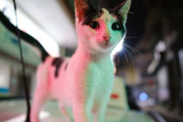 mercedes ln2 1124af expedition truck