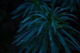 mercedes ln2 1124af expedition truck