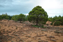 mercedes ln2 1124af expedition truck