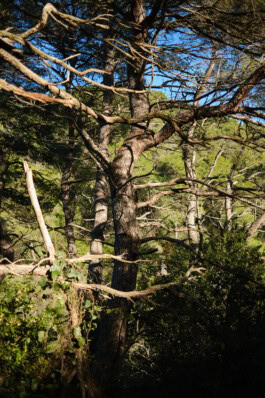 mercedes ln2 1124af expedition truck