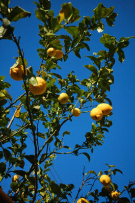 mercedes ln2 1124af expedition truck