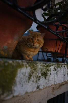 mercedes ln2 1124af expedition truck