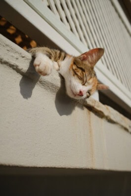 mercedes ln2 1124af expedition truck