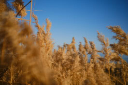 mercedes ln2 1124af expedition truck