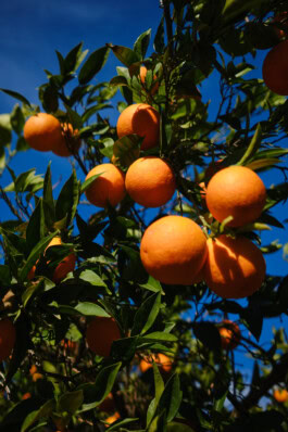 mercedes ln2 1124af expedition truck