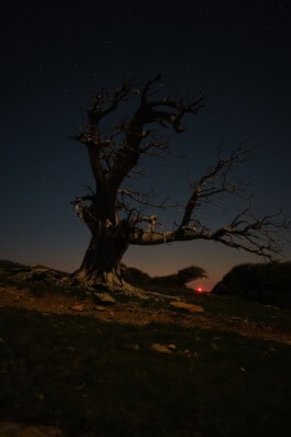 mercedes ln2 1124af expedition truck