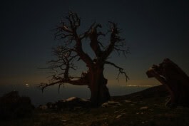 mercedes ln2 1124af expedition truck